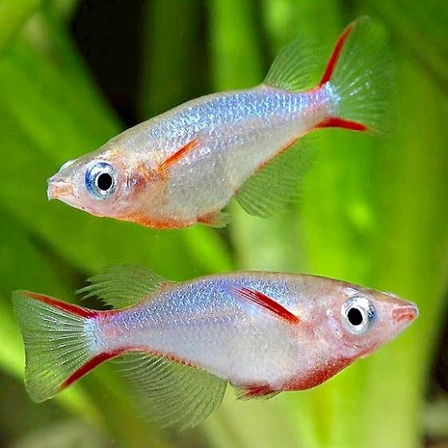 Oryzias woworae - Daisy's Ricefish